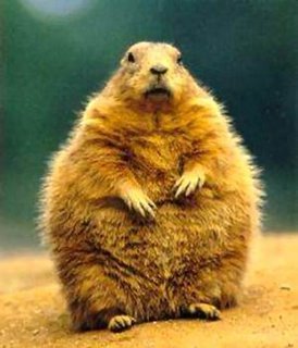 A groundhog