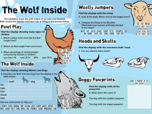 Wolf Inside interpretation sheet for National Museum Cardiff